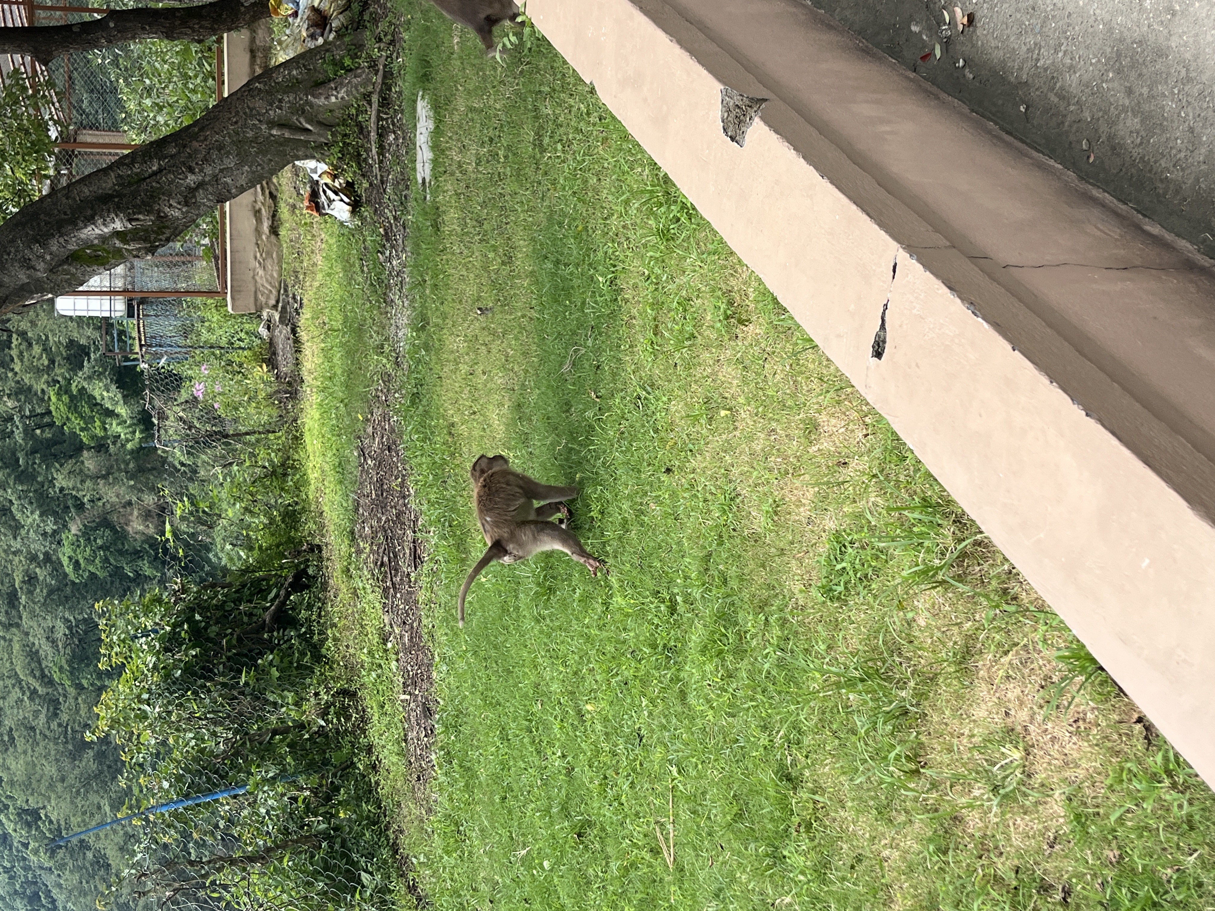 een aapje met een baby aap eronder